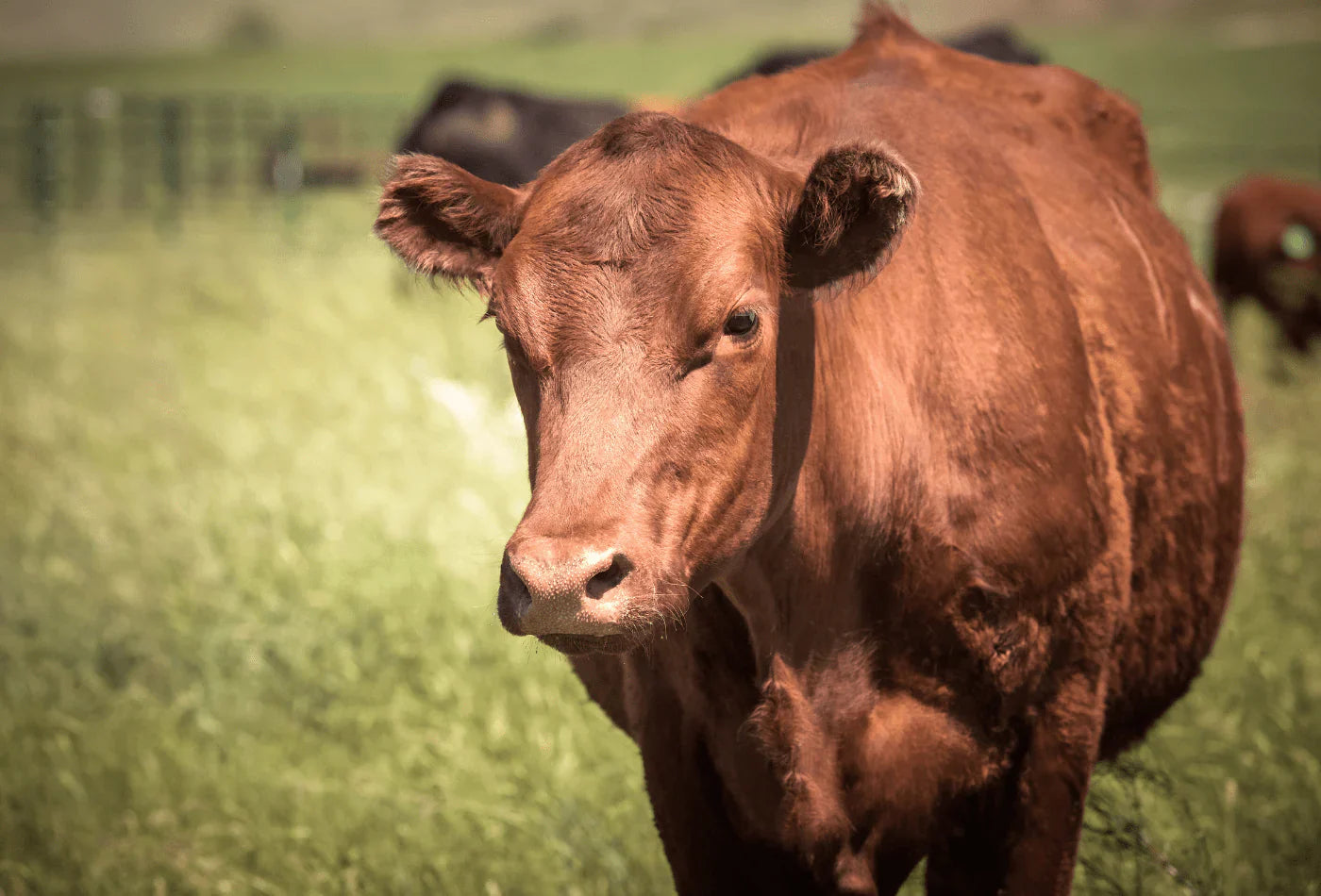 The Legend of Beef Tallow: Historical Figures and Their Fascinating Uses
