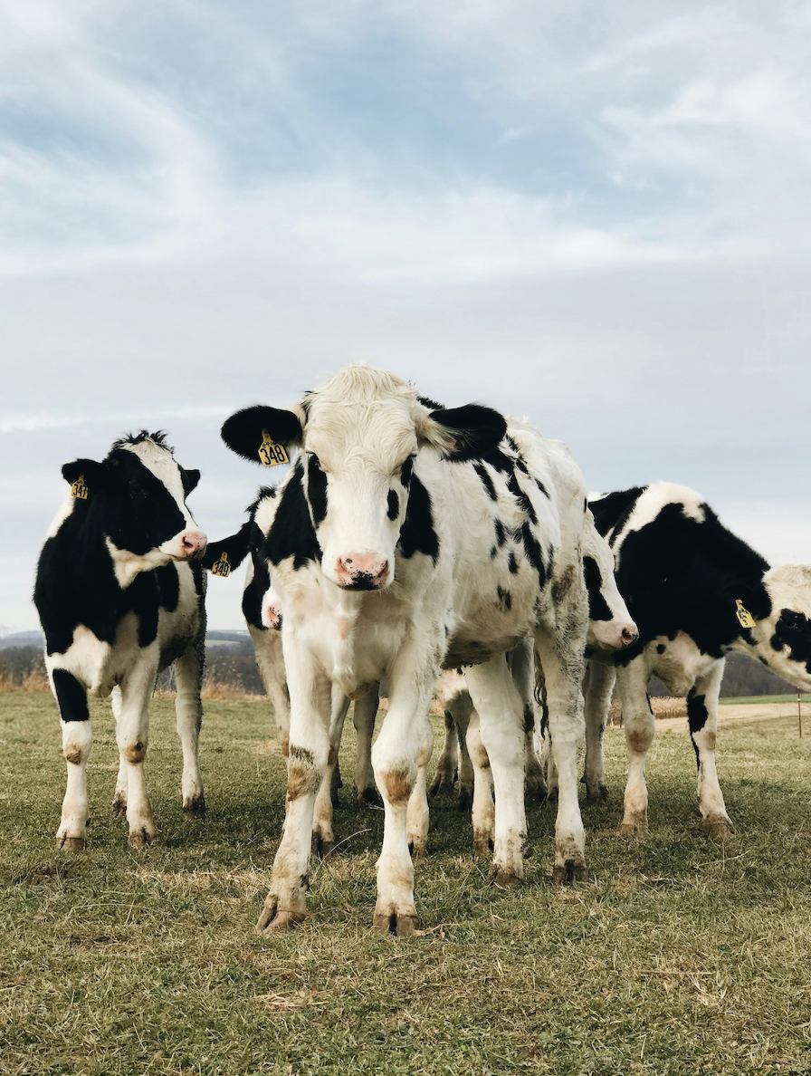 Homestead on the Rise